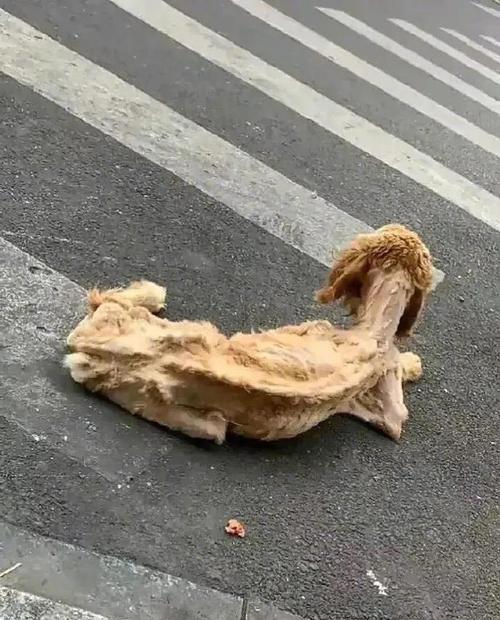 狗狗不能吃的猪骨种类大揭秘！（了解哪些猪骨不能给狗狗食用，守护它们的健康！）