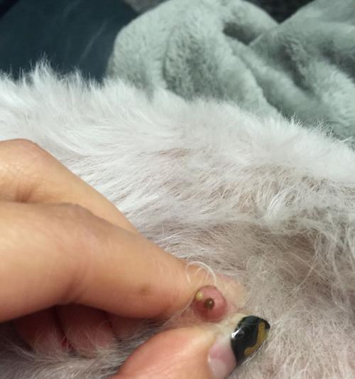 狗狗生宝宝后多久开始有奶水？（了解狗狗产后哺乳时间及相关注意事项）
