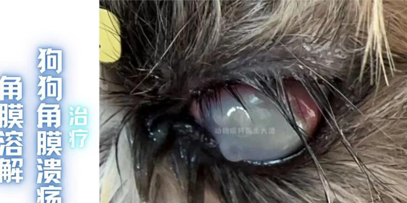 狗狗角膜水肿的康复时间及治疗方法（探讨狗狗角膜水肿的康复时间和有效治疗方法）