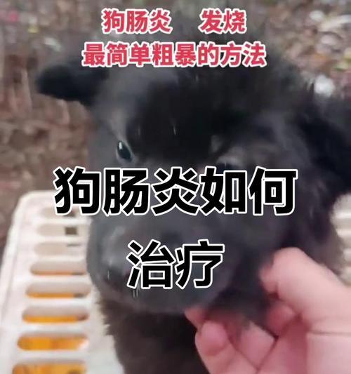 狗肠炎症状一览（了解狗肠炎的常见症状及治疗方法）
