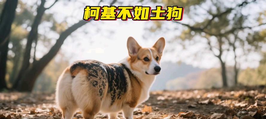 千万别养“柯基犬”！（揭秘柯基犬的不适合养狗的原因）