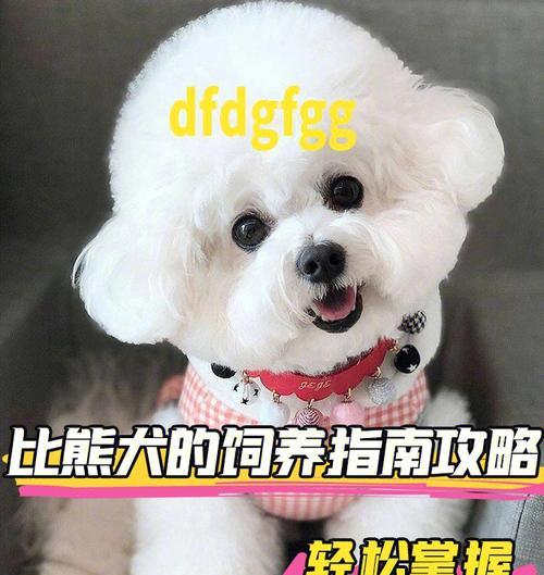 培养乖巧又聪明的比熊犬，这5个训练少不得（比熊犬该怎么训练？）