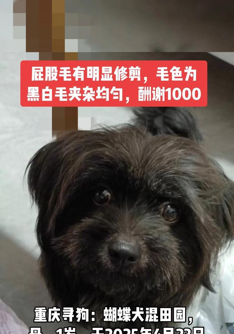 垂耳蝴蝶犬的返祖现象较为罕见（探索垂耳蝴蝶犬独特的遗传特点及其返祖现象）