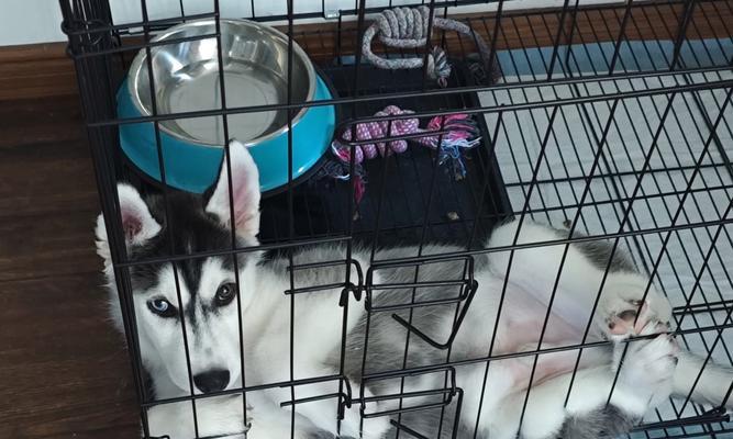 哈士奇饲养指南（从幼犬到成年犬，了解如何正确照顾你的哈士奇）