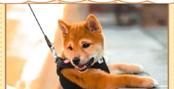 柴犬脱毛需要多久？（了解柴犬脱毛过程及相关注意事项）