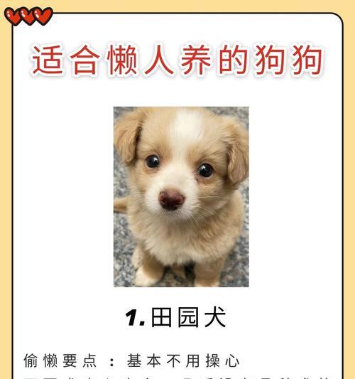 推荐5种好养的狗狗，看看你养了没？（了解这些狗狗品种，选择适合你的宠物伙伴）