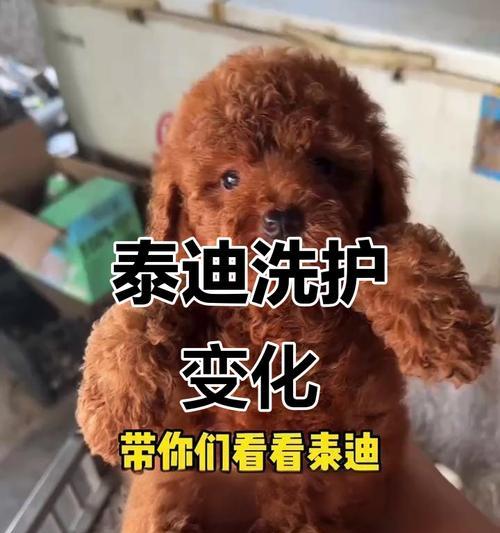 泰迪犬抱回来多久能洗澡（洗澡时间的关键因素是什么？）