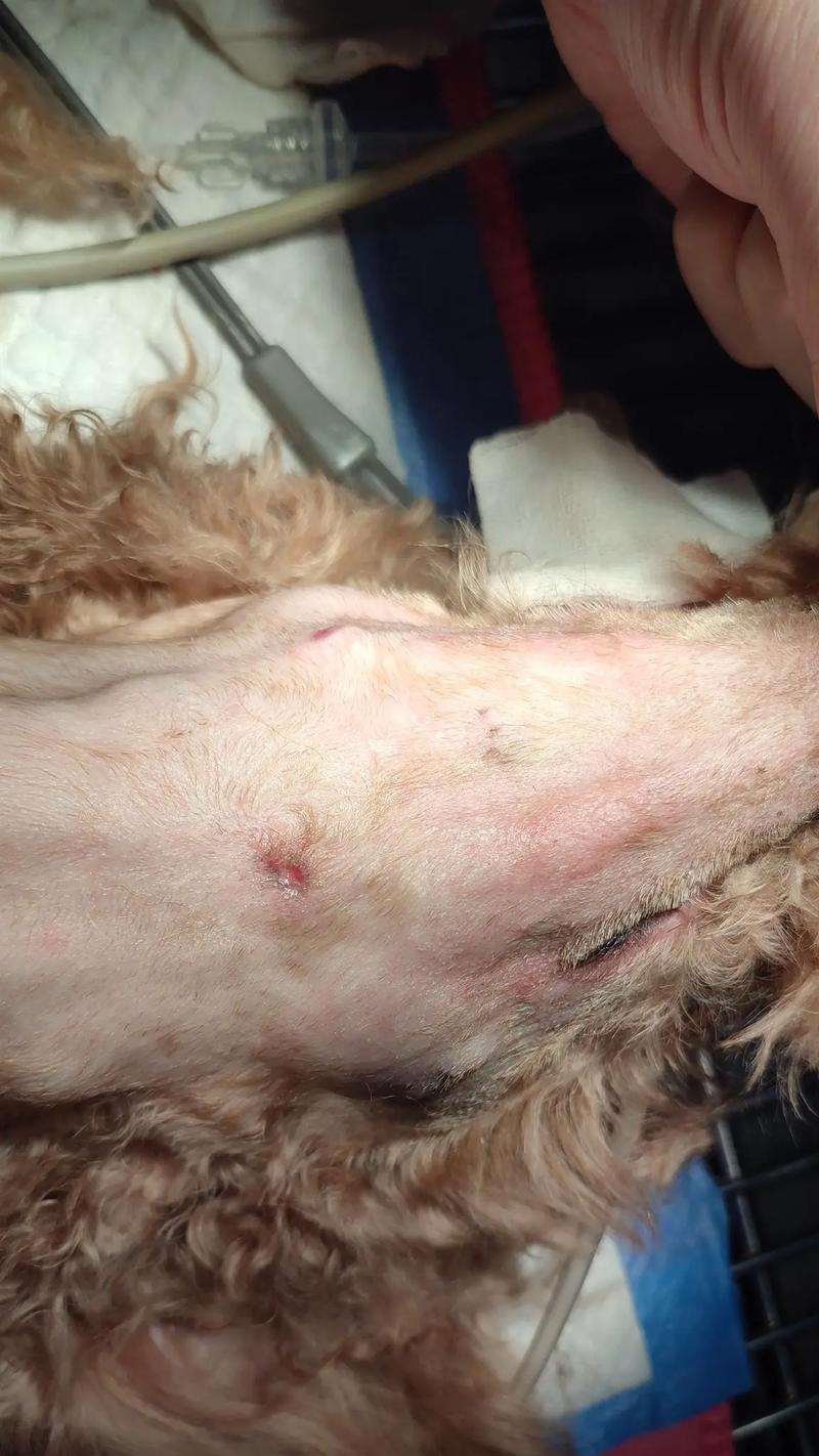 贵宾犬常见遗传病及防治措施（探索贵宾犬遗传病的种类及如何保护你的爱宠）