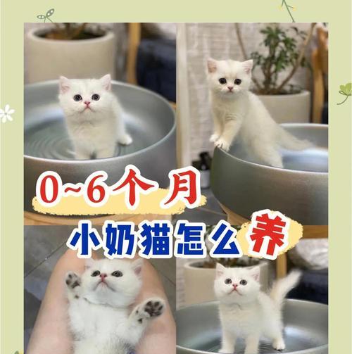 小奶猫多久能自己排便（了解小奶猫排便习惯，培养健康肠道）