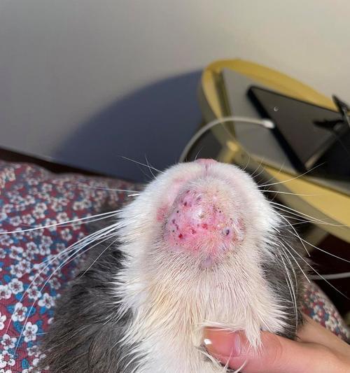 猫痤疮（了解猫痤疮的原因及如何有效预防和治疗黑下巴问题）