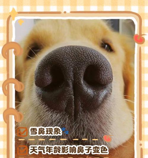 狗狗鼻子变干燥正常吗？了解干燥鼻子的原因和治疗方法（为什么狗狗的鼻子会变干燥？如何治疗干燥鼻子？）