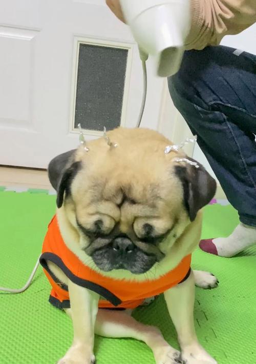 狗的理发频率对健康的影响（了解狗的理发频率和护理需求的关键）