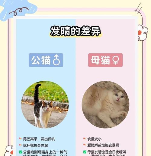 母猫与公猫相处需要多长时间？（母猫熟悉公猫的关键步骤及时间预计）