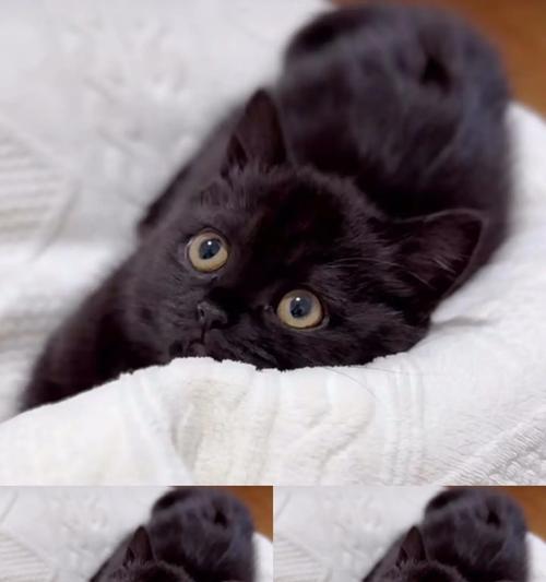 黑猫的优点及为什么越来越多人养黑猫？（揭秘黑猫的吸引力，探寻黑猫养殖的新潮流）