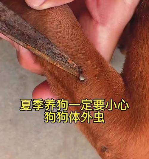 狗狗打虫的注意事项（了解狗狗打虫的重要性与注意事项）