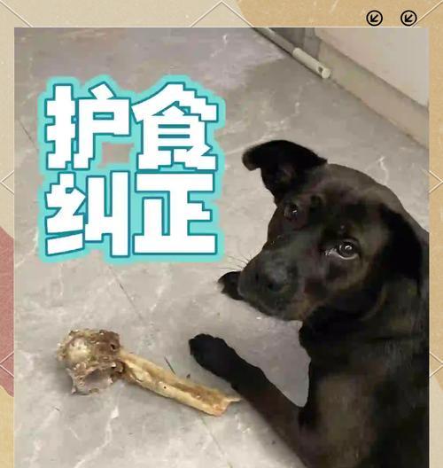 探究狗狗为什么喜欢藏东西（揭示狗狗喜欢藏东西的原因与动机）
