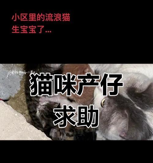 猫咪产仔间隔及繁殖规律（探究猫咪产仔间隔的因素与调控机制）