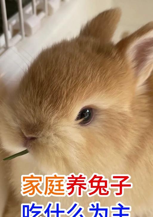 兔子的饮食习性及适宜吃食频率研究（以兔子的食欲周期为基准，探讨兔子多久能吃）