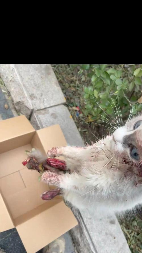 如何应对在路上遇到流浪猫？（采取正确的行动保护流浪猫健康与安全）