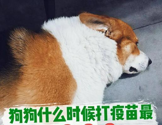 小狗的疫苗接种时机与重要性（了解小狗第一次疫苗接种的最佳时间与方法）