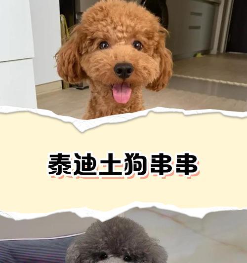 纯种泰迪与串串泰迪（探索纯种泰迪和串串泰迪的区别与特点，了解它们各自的优点和魅力）