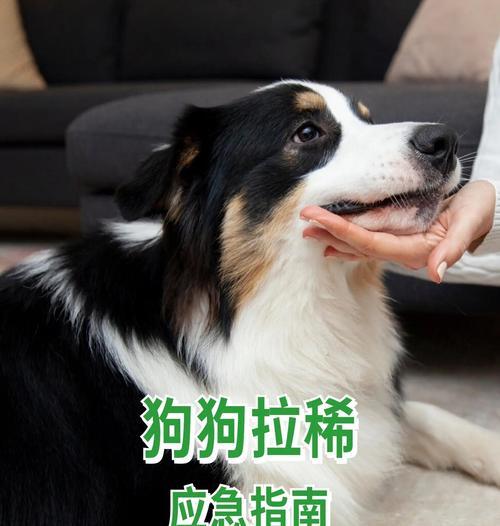 家庭急救（主人如何判断狗狗是否拉肚子及处理方法）