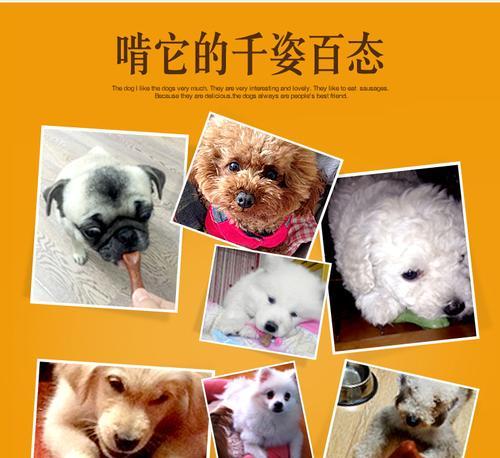 幼犬磨牙的时间和方法（幼犬磨牙的重要性及正确指导方法）