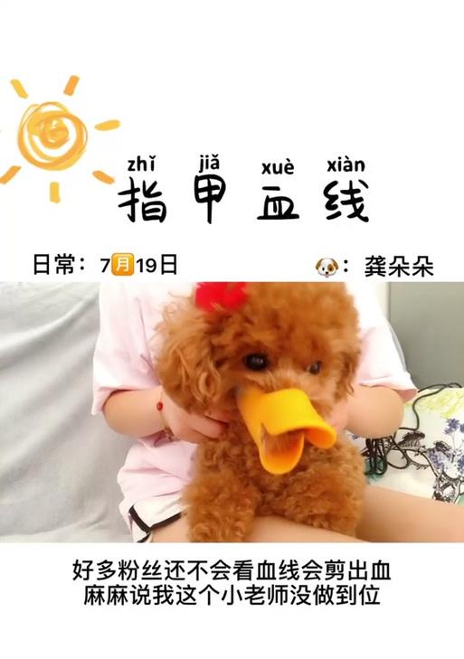 小狗断血线的恢复时间及方法探究（小狗断血线恢复的关键）