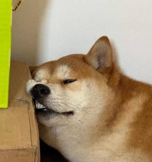 柴犬被恶搞捏脸，笑容难寻（可爱柴犬的怀疑狗生表情引人关注）