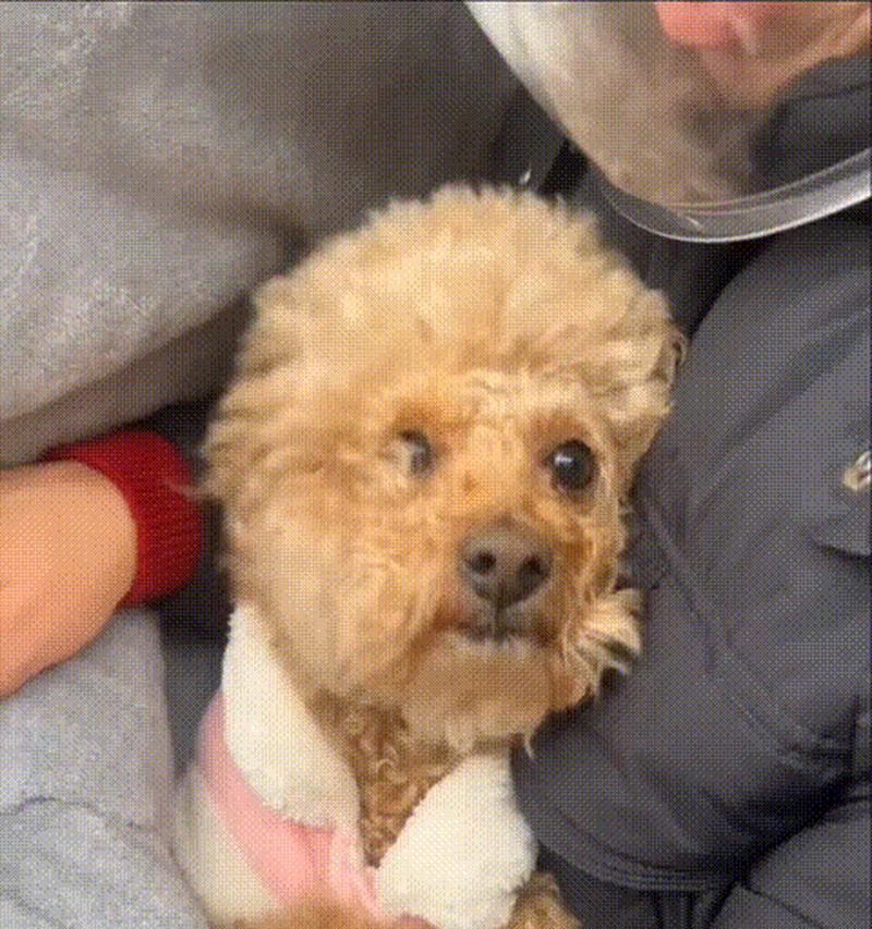 冬天怎么给泰迪犬保暖？（以泰迪犬在寒冷季节中保持温暖的方法）