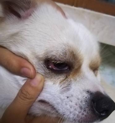 如何加速狗狗下面泡的康复速度？