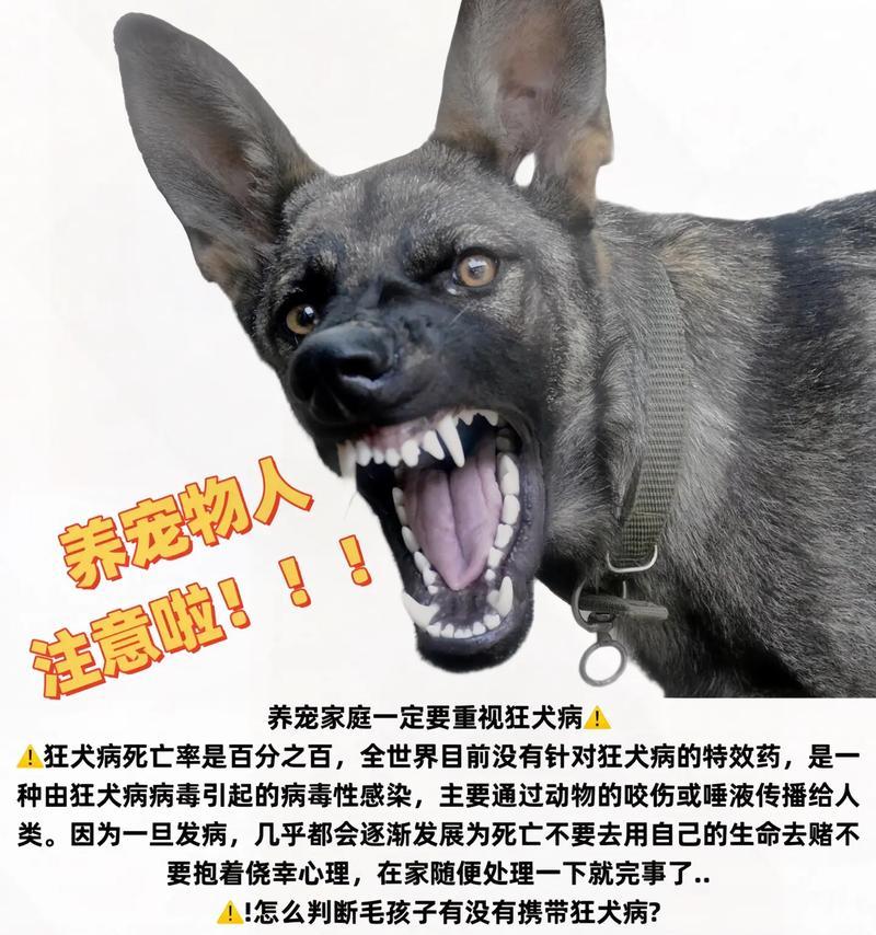 探秘狗的心理表现（洞察狗的情感和行为，提升与狗的互动）