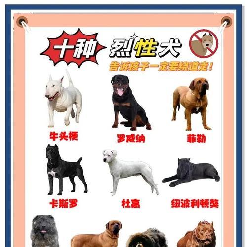 狗狗咬合力排名前十的猛犬（除了罗威纳犬，这些猛犬你可能不常见）