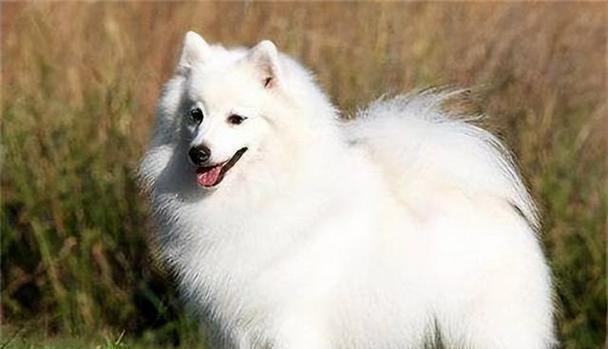犬的选择和辨识要注意的事项（如何正确选择和辨识适合自己的宠物狗）
