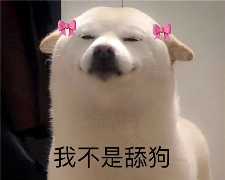 狗狗为什么经常缠着你？（爱与满足的边界，）