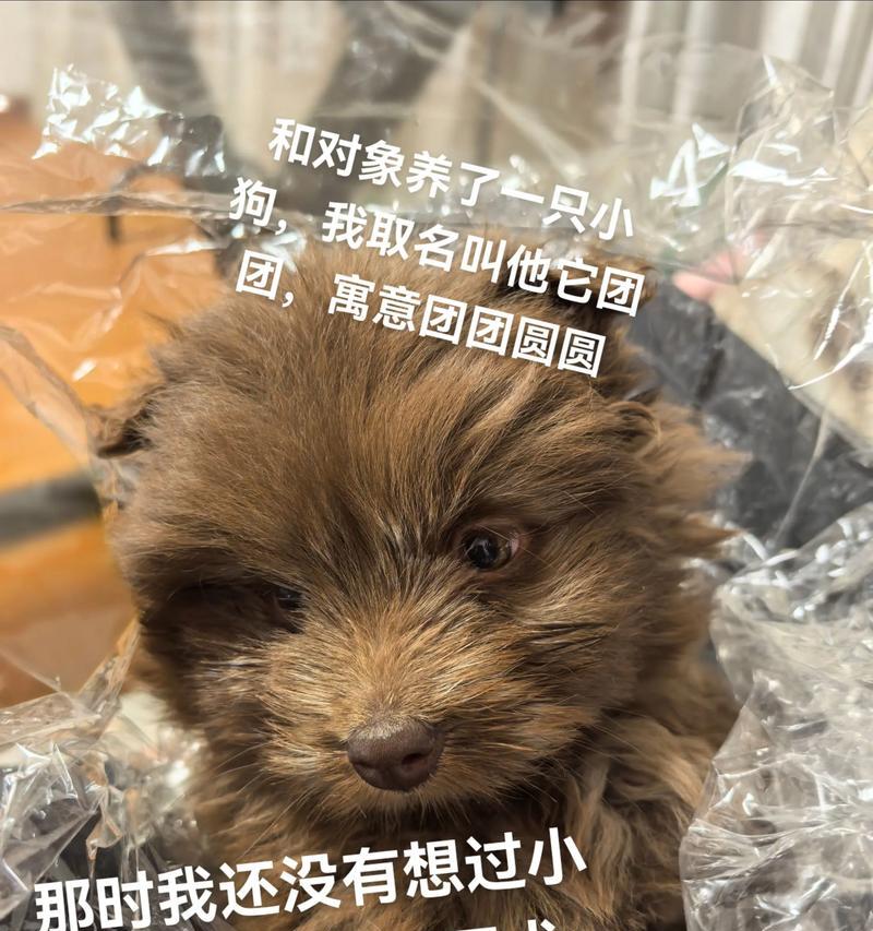 探究犬瘟热晚期的持续时间（犬瘟热晚期的临床表现及预后情况）