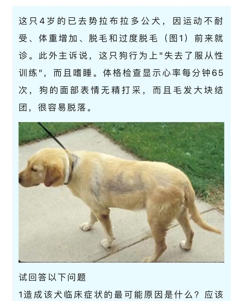狗狗常见疾病大揭秘（狗狗身体健康的关键是什么？）