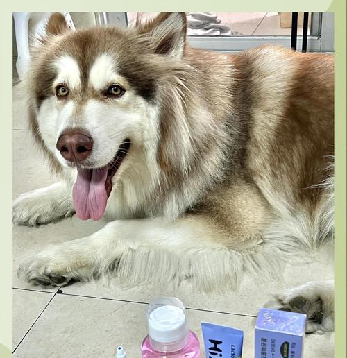 狗狗口腔健康的关键（探索合适的刷牙频率和方法，让你的狗狗拥有健康的口腔。）