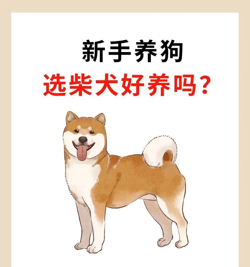 养狗首选（小编推荐的经济实惠又易于照料的宠物犬种）