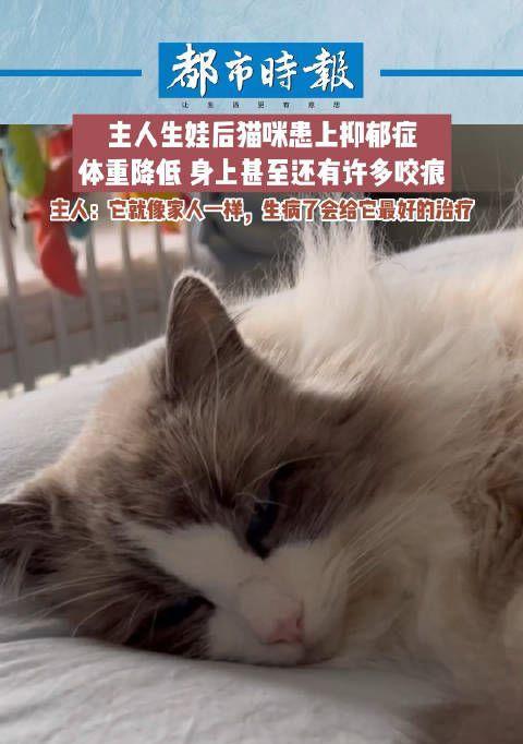 猫咪也会有抑郁症（探索猫咪抑郁症的原因和治疗方法）