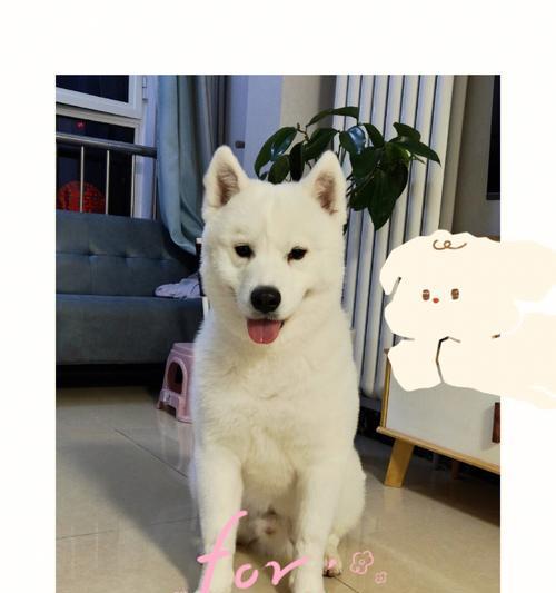 萨摩耶毛发打理宝典（打造漂亮毛发的秘诀大揭秘）