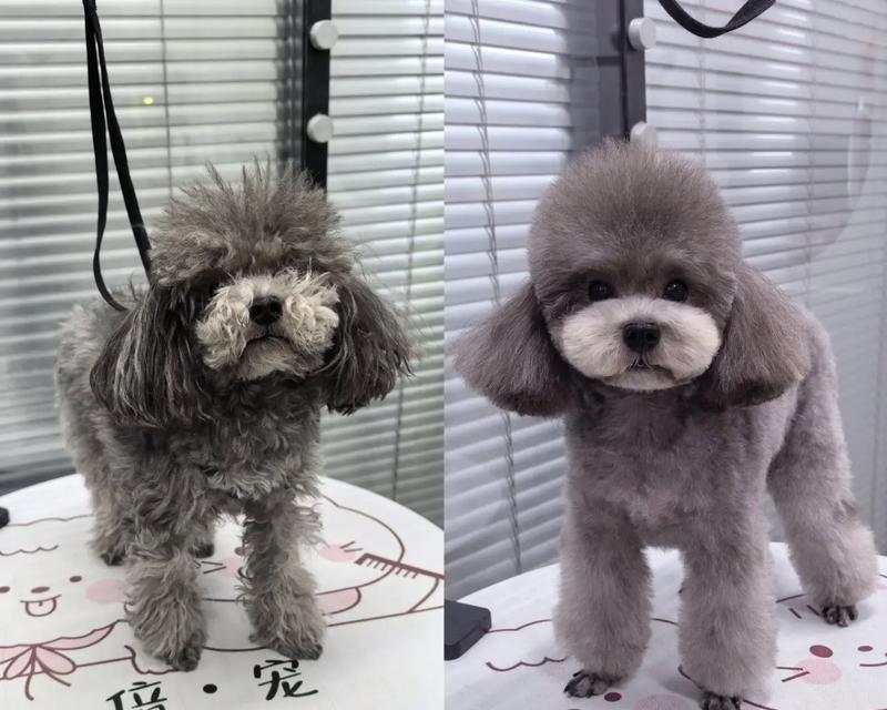 泰迪宠物店美容奇遇记（当泰迪不再是我熟悉的那个小可爱）