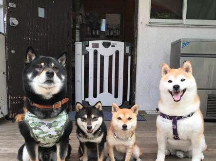 纯种柴犬与串串的区别及如何鉴别（如何判断柴犬的纯种程度，以及如何选取外貌优美的柴犬）