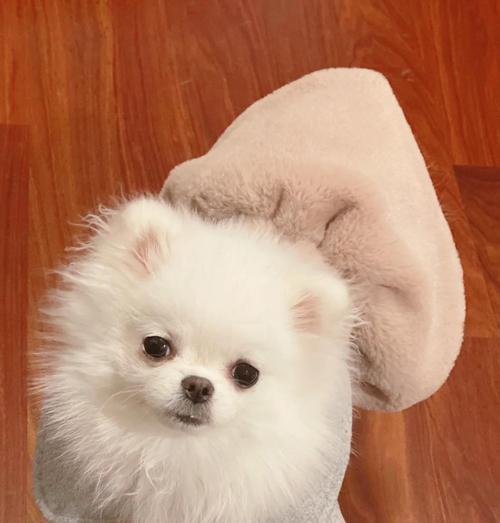 养博美犬的价格一览（了解购买博美犬需要的费用及相关花费清单）
