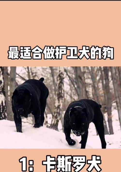 杜宾犬与罗威纳犬（两种护卫犬品种的特点与魅力）
