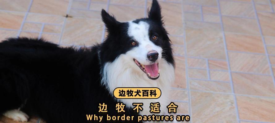 边牧多久可以鸡蛋？（探究边牧生长发育阶段需要多久才能食用鸡蛋）