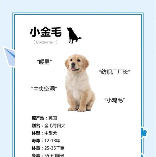 金毛犬洗澡频率的探讨（金毛犬洗澡的最佳频率及注意事项）