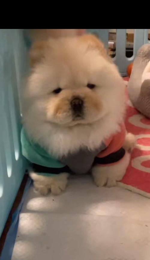 如何挑选出漂亮的松狮？（7个步骤助你找到纯种松狮宠物）
