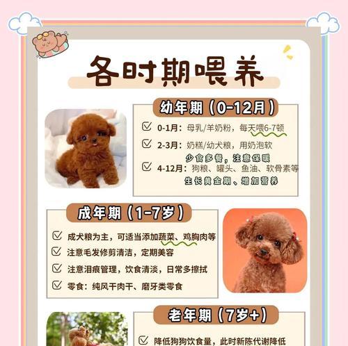 泰迪犬（探究泰迪犬4个月一次尿尿的原因及解决方法）