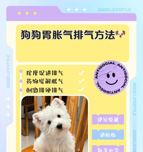 在家为狗狗做美容的简易方法（轻松为你的爱犬打造亮丽容颜，让它倍感宠爱）